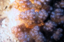 20010620_Mangrove_Bay_Nacht_0043